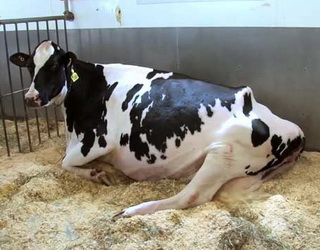 Еструмейт застосовують для регуляції відтворної функції в продуктивних корів